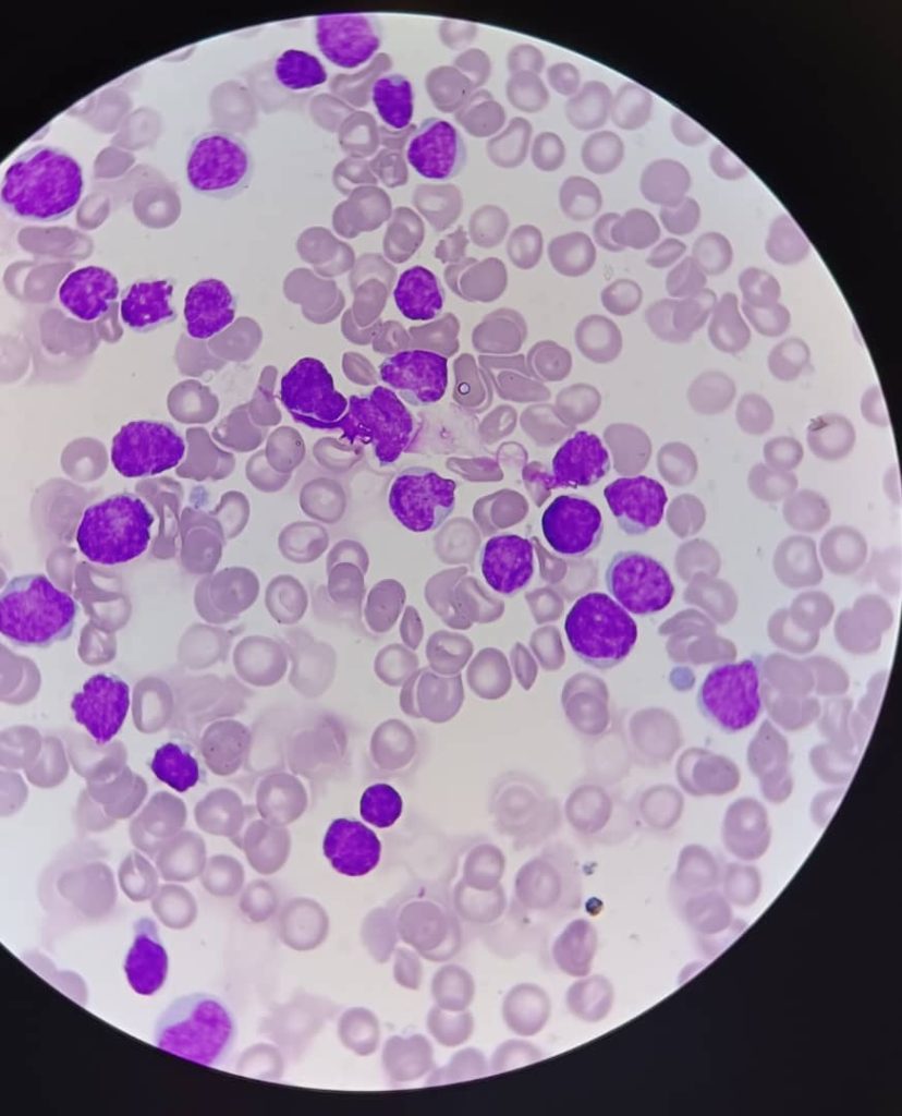 al shamel lab tenes 12