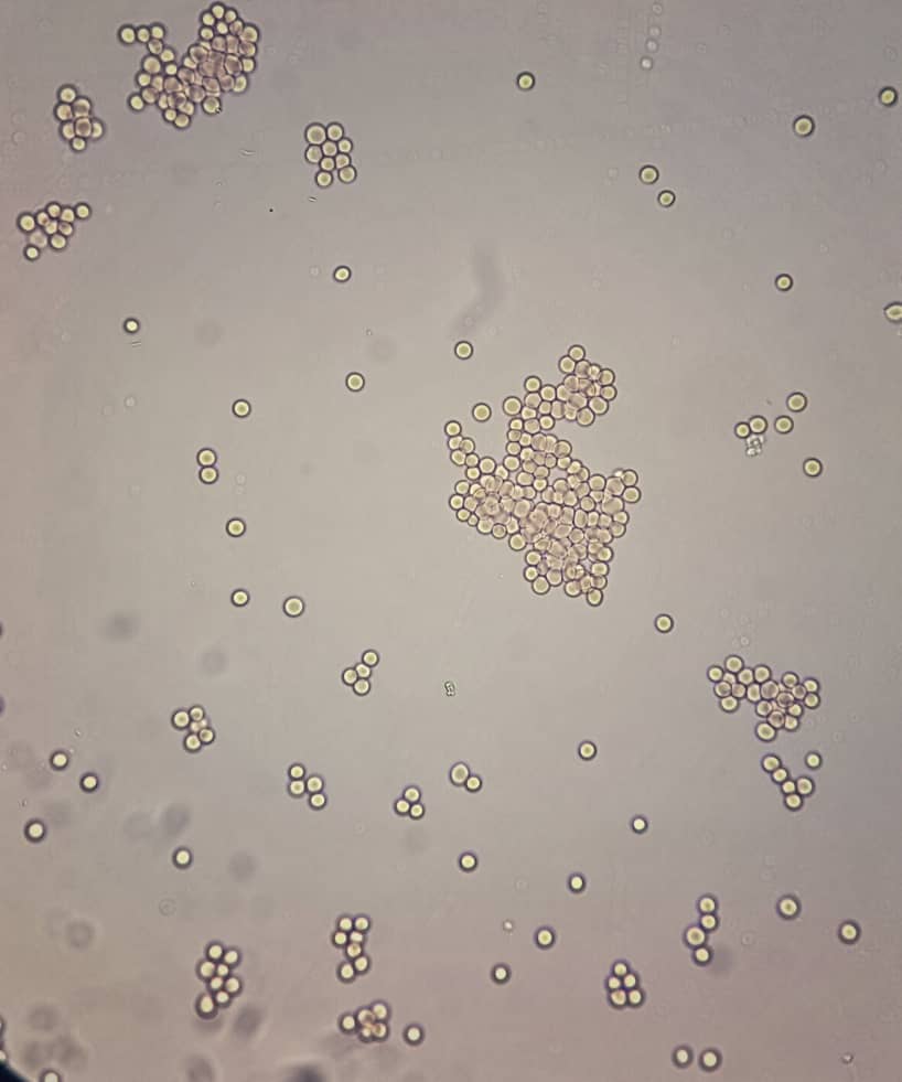 al shamel lab tenes 13