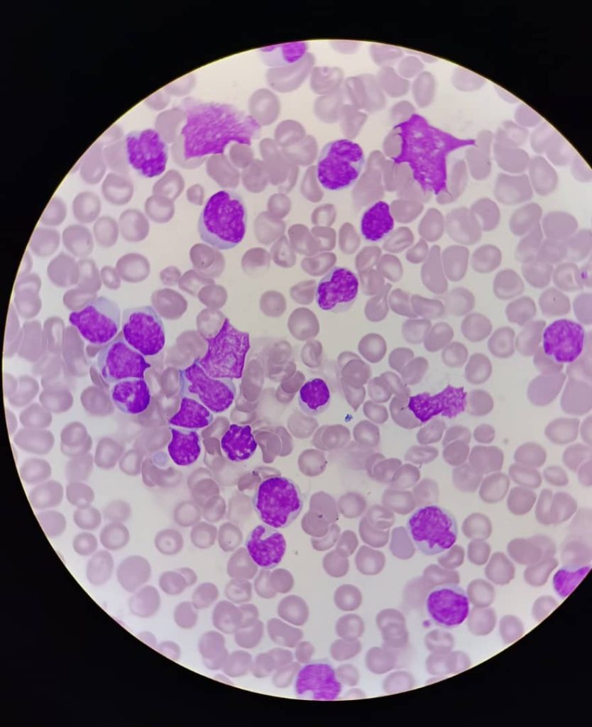 al shamel lab tenes 14