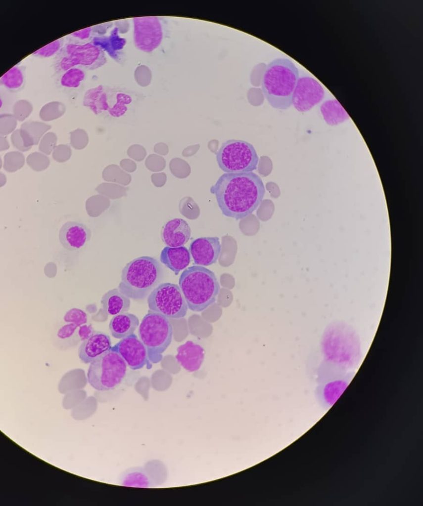 al shamel lab tenes 16