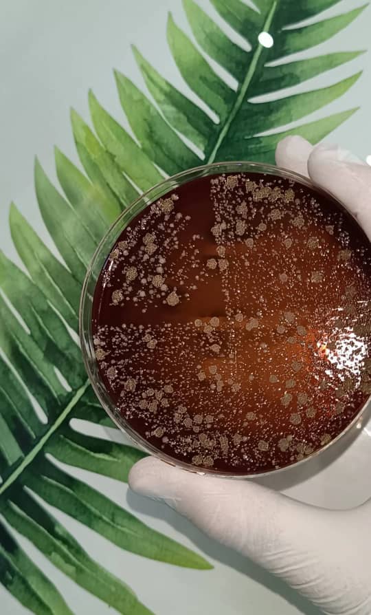 al shamel lab tenes 23