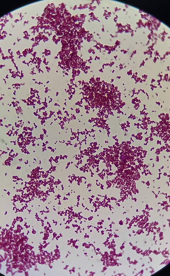 al shamel lab tenes 25