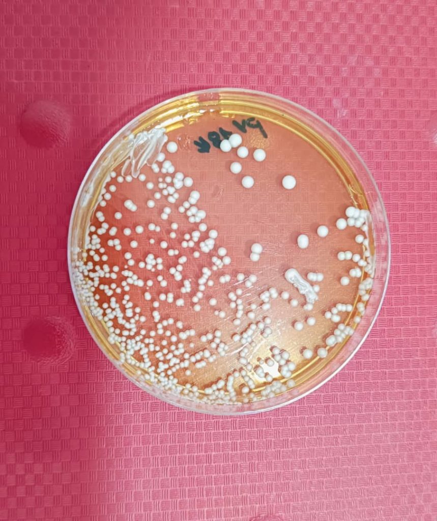 al shamel lab tenes 26