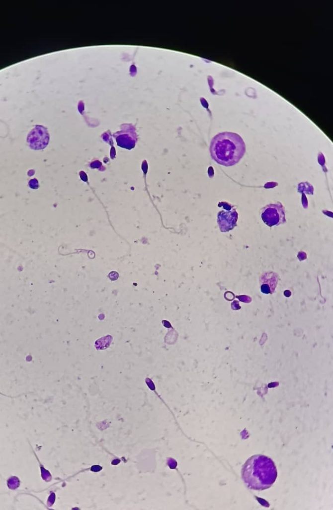 al shamel lab tenes 29