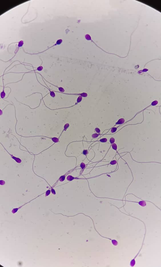 al shamel lab tenes 30