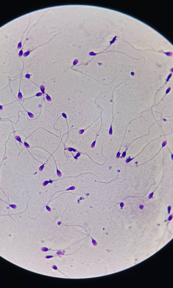 al shamel lab tenes 33