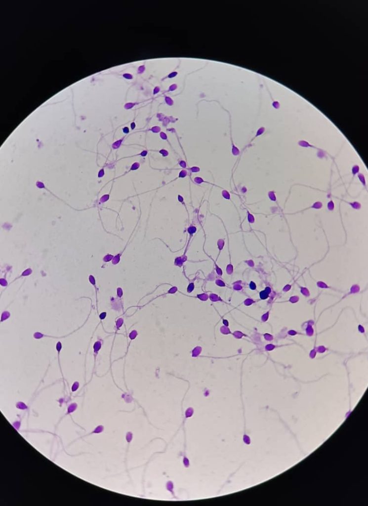 al shamel lab tenes 34