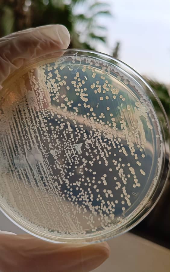 al shamel lab tenes 35