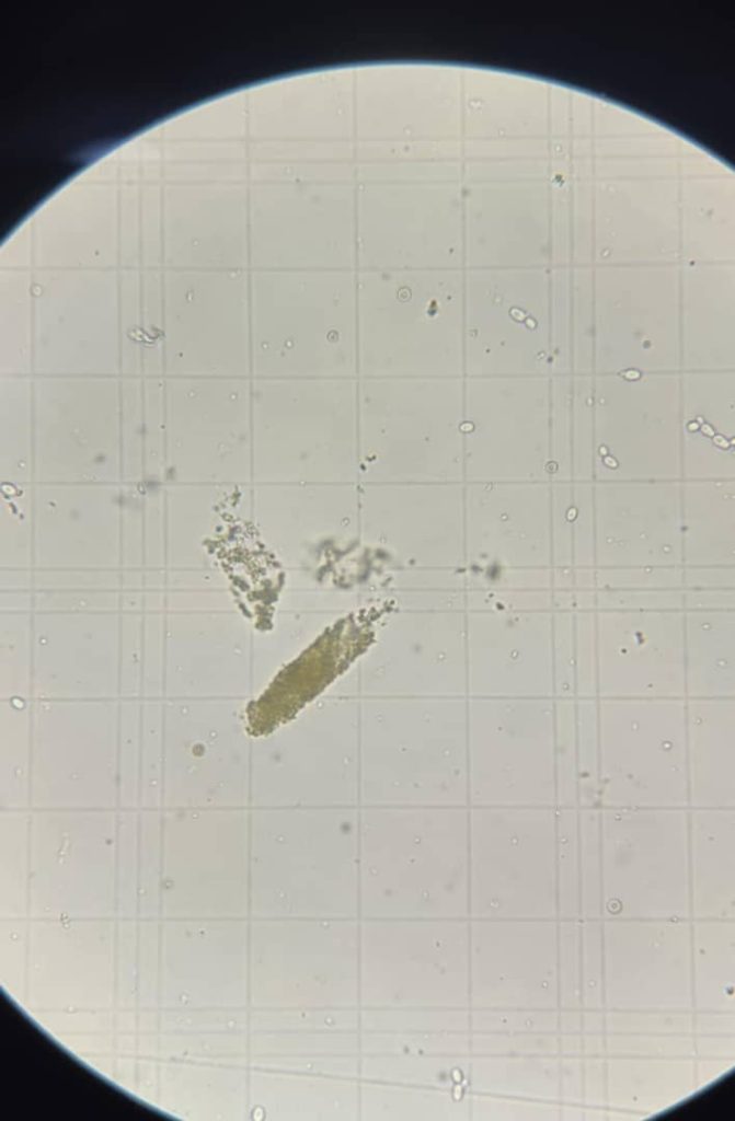 al shamel lab tenes 36