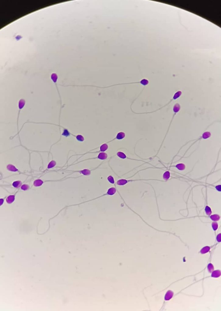 al shamel lab tenes 37