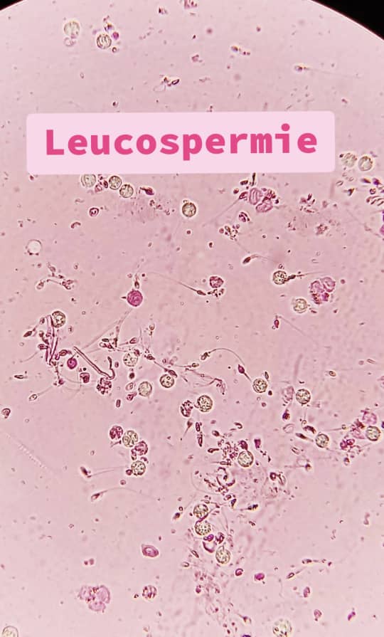 al shamel lab tenes 38