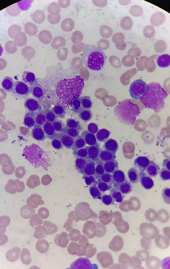 al shamel lab tenes 4