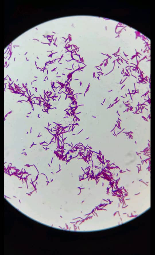 al shamel lab tenes 42