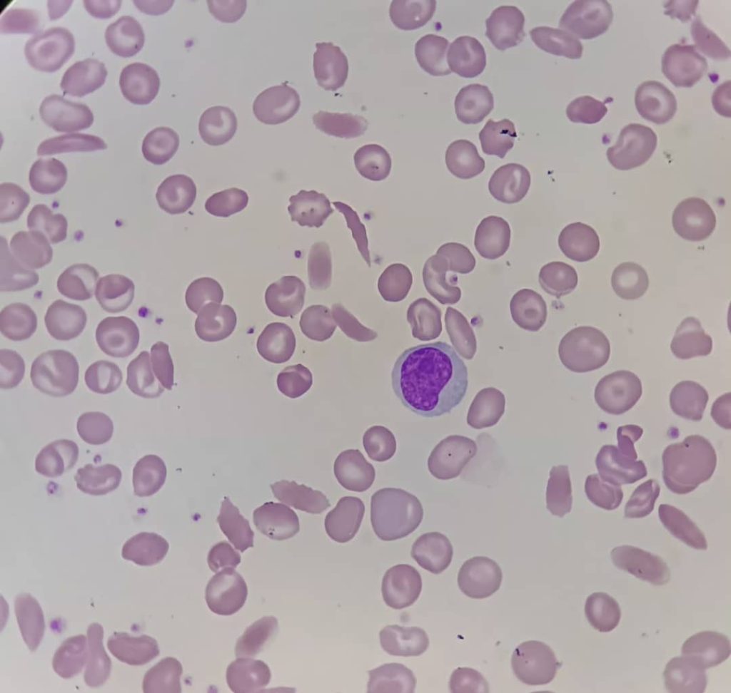 al shamel lab tenes 5