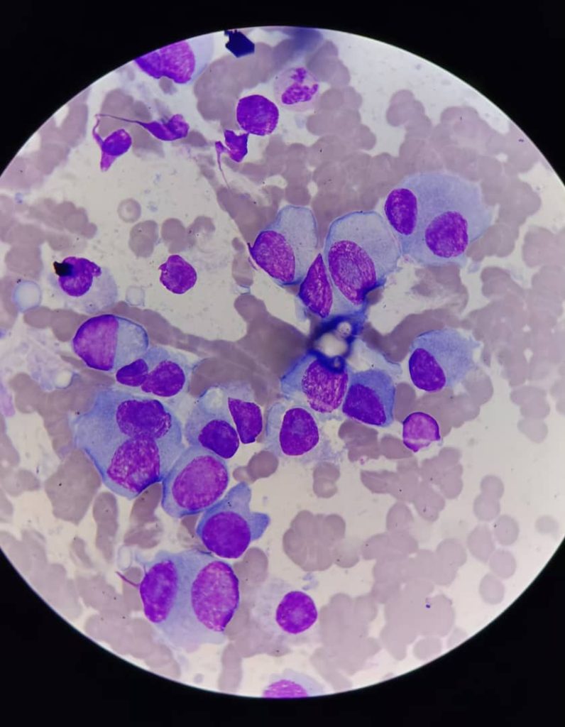 al shamel lab tenes 6