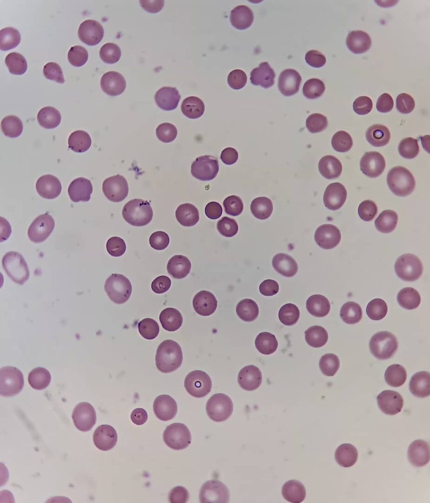 al shamel lab tenes 7