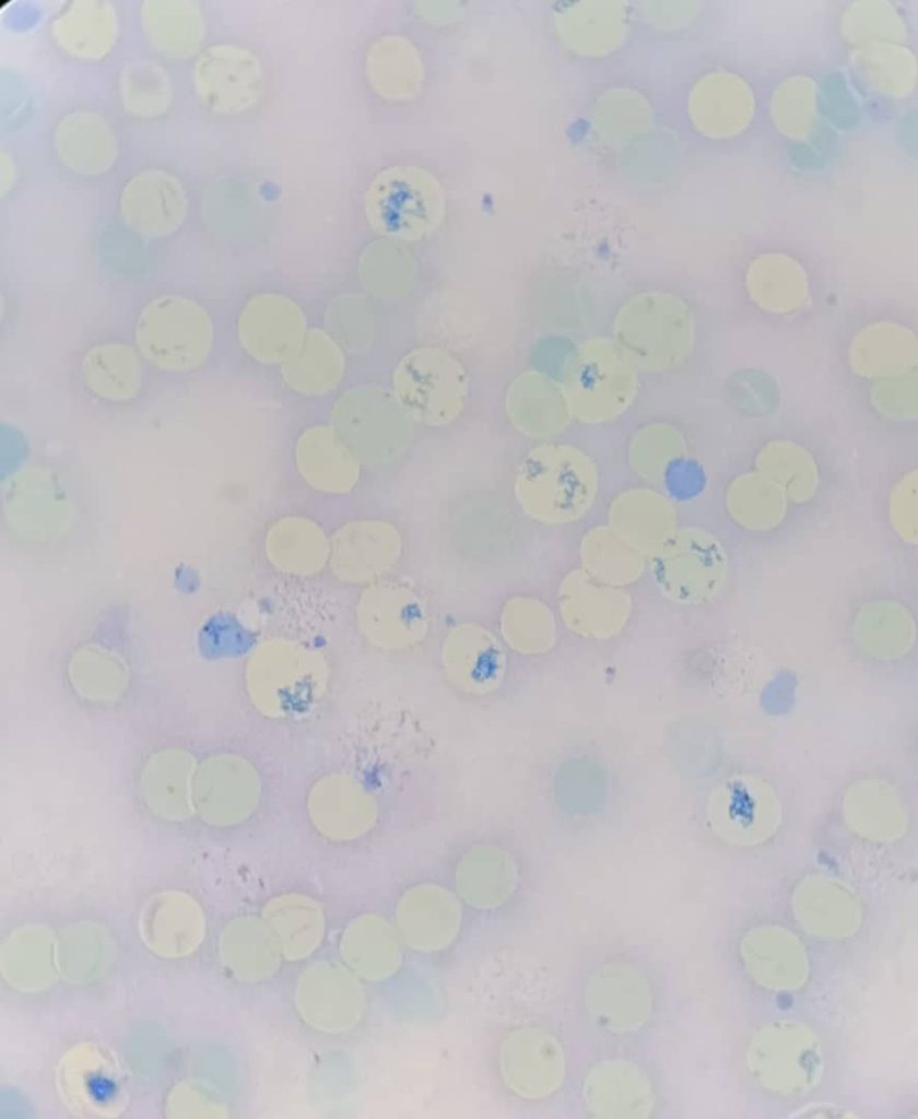 al shamel lab tenes 8