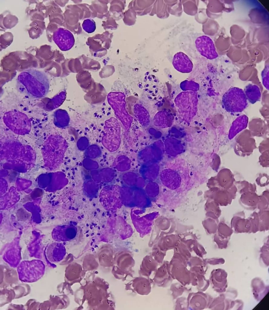 al shamel lab tenes 9