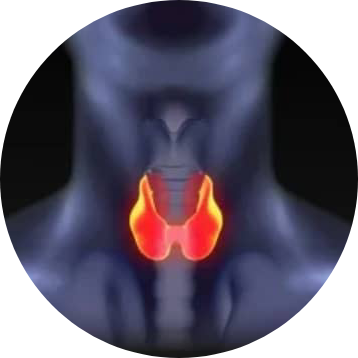 Logo interniste goitre