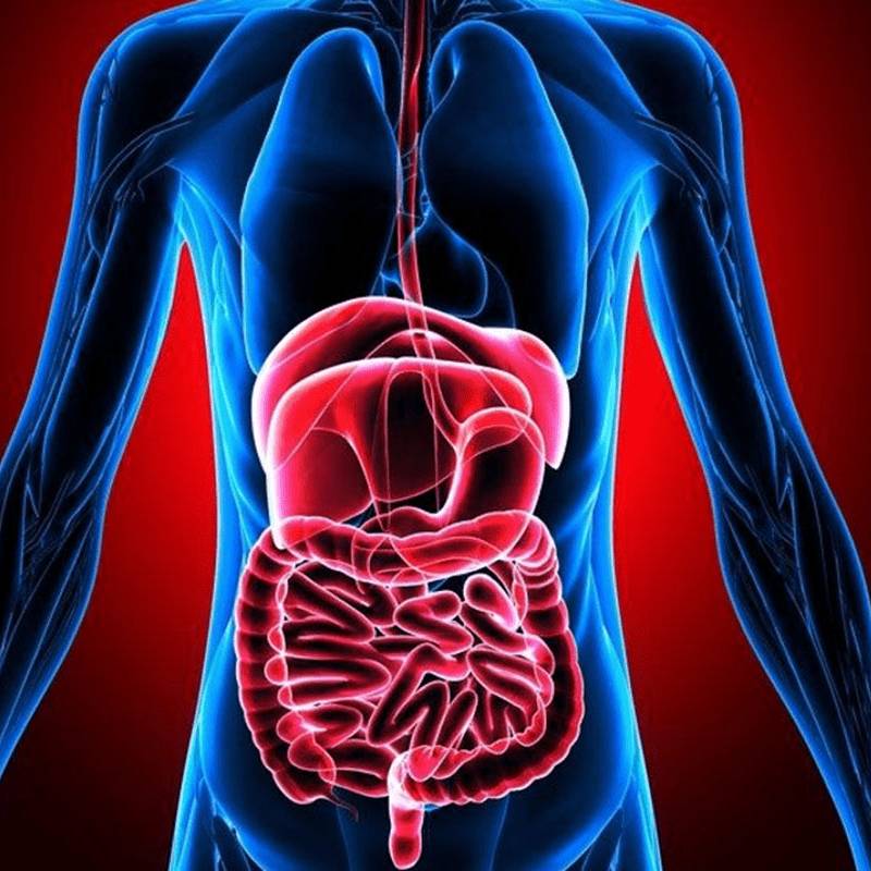 gastroenterologie 1