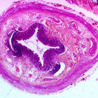 anapath001