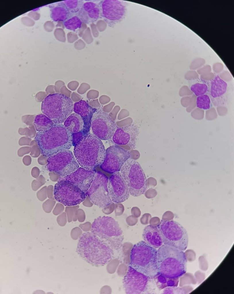 al shamel lab tenes 1