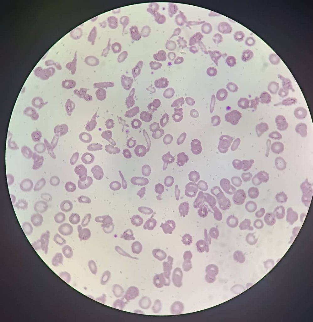 al shamel lab tenes 10