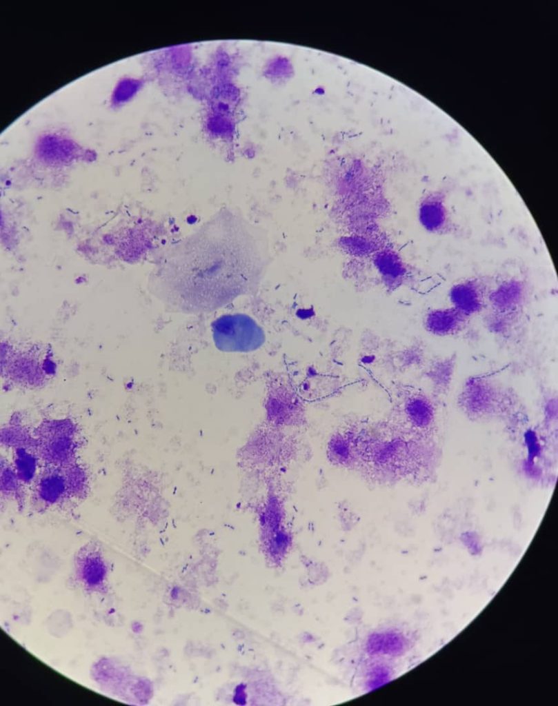 al shamel lab tenes 19