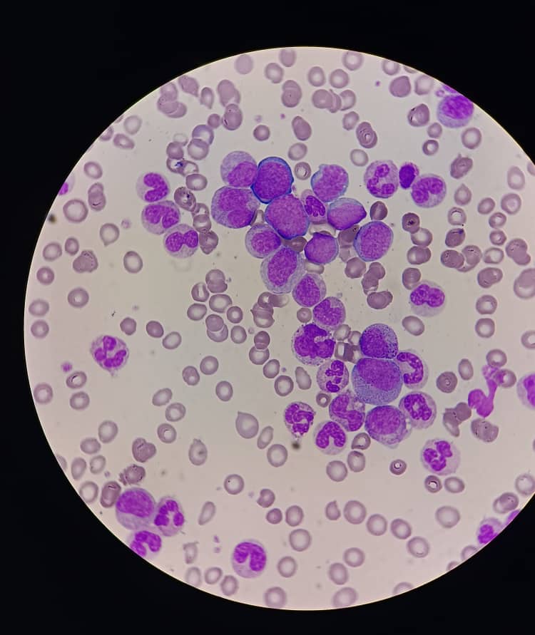 al shamel lab tenes 2