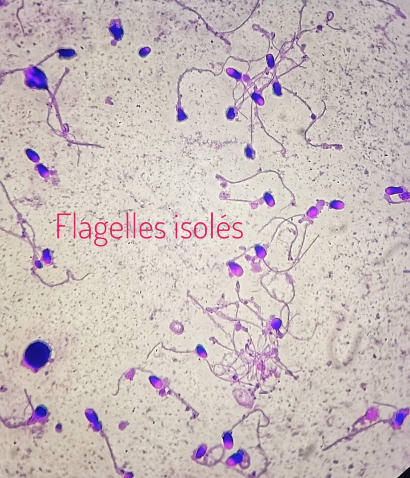 al shamel lab tenes 24