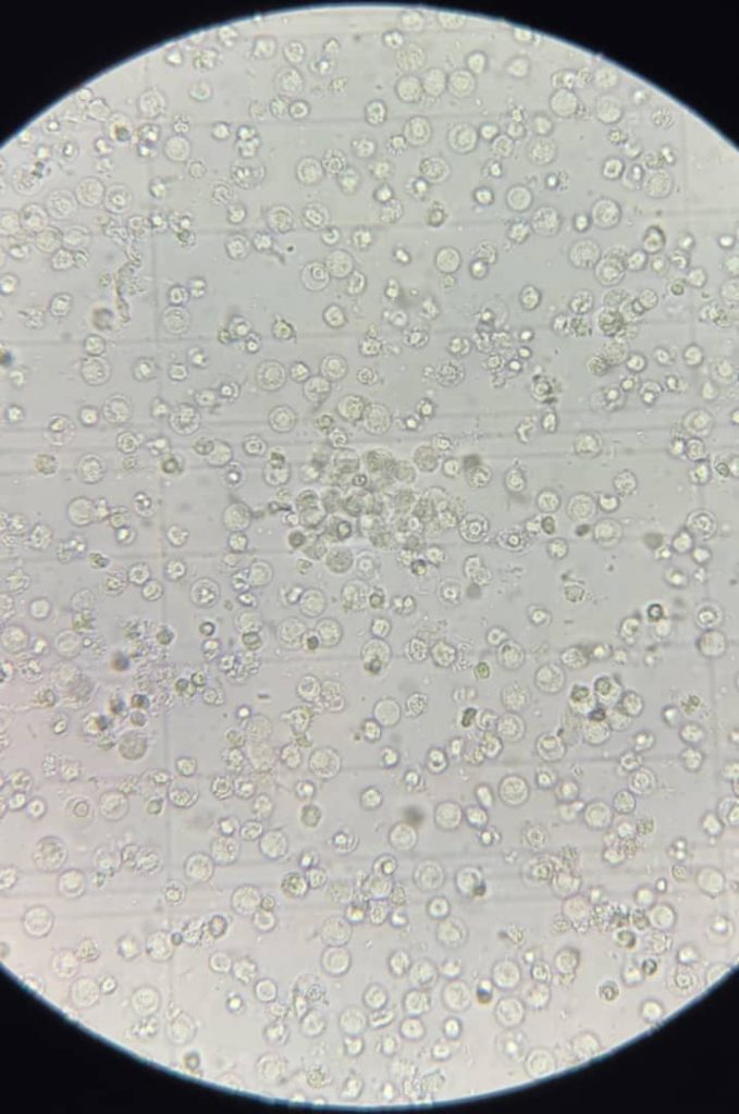 al shamel lab tenes 27