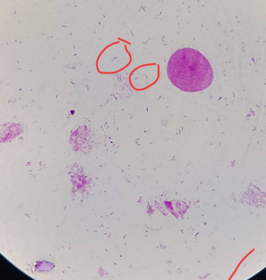 al shamel lab tenes 31