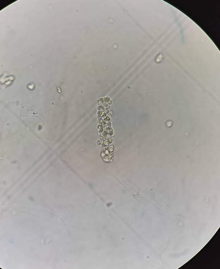 al shamel lab tenes 39